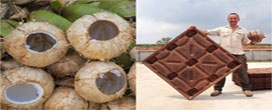 Paletes feitos de casca de coco economizam 200 milhões de árvores por ano