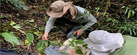 Cat�logo re�ne cerca de 1.300 esp�cies de plantas do Parque Nacional de Saint-Hilaire/Lange e amplia conhecimento sobre a flora do litoral do Paran�