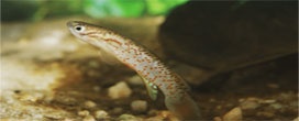 Estudo mostra que desmatamento esquenta riachos e encolhe peixes na Amazônia
