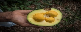 Processamento de pequi no Araguaia projeta volume tr�s vezes maior que principal polo nacional