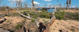 Peru: em 16 anos perdeu quase 2 milhões de hectares de florestas
