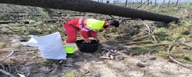 Tempestade Kristin permitir� produzir mais 4 milh�es de plantas de pinheiro-bravo