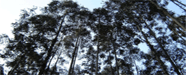 Descompasso na produção de pinus pode afetar setor moveleiro