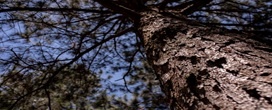 Ci�ncia e manejo protegem o Pinus contra amea�a de pragas