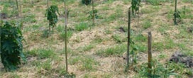 DESENVOLVIMENTO FLORESTAL: “PL do Desmatamento” é derrubado