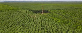 Plano de Manejo Florestal 2025: Eldorado Brasil detalha estrat�gia de tecnologia e conserva��o ambiental