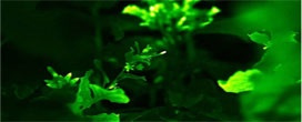 Cientistas criam plantas que brilham e podem iluminar ambientes