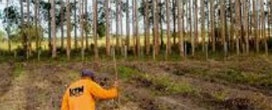 “Plantar para não faltar – uso múltiplo da madeira”
