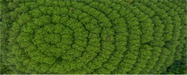 Projeto quer plantar 1 bilhão de árvores no Brasil até 2030