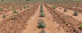 Controle de plantas daninhas evita perda de produtividade em florestas plantadas
