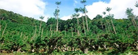 Sistema de poda japonês permite produzir madeira sem derrubar árvores