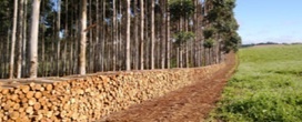 Produtividade 34,5 m�/ha.ano � a produtividade m�dia dos plantios de eucalipto