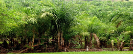 Tecnologia no cultivo de pupunha transforma produo de palmito no Paran e movimenta R$ 21 milhes em 2024