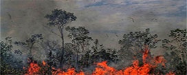 Incêndios florestais causam hospitalização de 47 mil brasileiros por ano