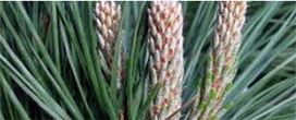 Importações de toras e madeira serrada de pinus radiata no Japão
