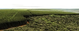Rastreabilidade da madeira refor�a credibilidade do setor florestal brasileiro