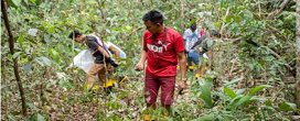 Redes de sementes impulsionam restaurao florestal no Brasil
