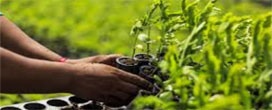 4 bilhões de árvores devem ser plantadas por ano para reverter efeitos do desmatamento
