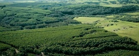 Brasil reduz perdas florestais em 42 por cento em 2025 e lidera queda global, aponta Global Forest Watch