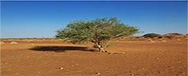 1,8 bilhão de árvores são descobertas nos desertos do Saara e do Sahel