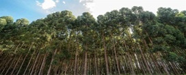 Sementeira projeta faturar R$ 900 milh�es com eucalipto