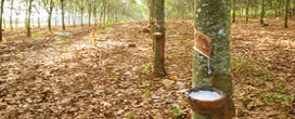 O que a seringueira produz? Conheça mais sobre a árvore amazônica