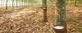 O que a seringueira produz? Conhea mais sobre a rvore amaznica