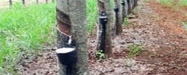 Embrapa lança cultivares de seringueira para o Centro-Oeste em evento on-line