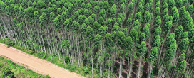 Setor florestal apresenta caderno com solues para mudanas climticas