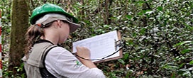 Serviço Florestal Brasileiro completa 15 anos de gestão das florestas públicas federais