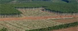 Setor de plantio florestal estável em 2019