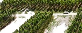 Expedio Silvicultura consolida o maior mapeamento florestal do pas