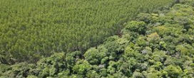Silvicultura se consolida como importante pilar do agronegcio paulista, com destaque para o eucalipto e o pinus