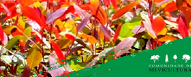 Construindo conexes verdes: corredores ecolgicos e a silvicultura