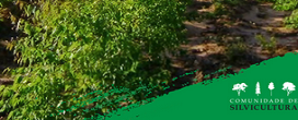 Produtividade florestal: quando cincia, planejamento e execuo caminham juntos