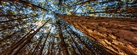 Smurfit Westrock leva 70 anos de pesquisa florestal para a Lignum Latin America 2026 e destaca avan�os em Pinus e Eucalyptus