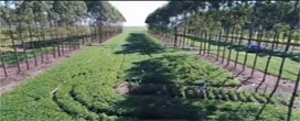 Pesquisa mostra interferência de árvores na lavoura em sistemas ILPF