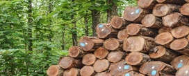 Madeira de at� R$ 6 mil o m�: por que a teca virou aposta milion�ria em MT