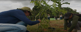 Pesquisadores desenvolvem tcnica que acelera crescimento de rvores da Amaznia