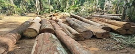PM acha �rea de desmatamento irregular e apreende mais de 100 toras de madeira