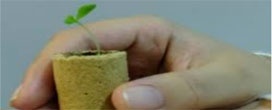 Tubos biodegradáveis podem substituir plástico na plantação de sementes