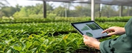 Melhores indicadores para viveiros florestais