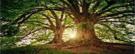 Grande Muralha Verde da África: 3 milhões de árvores a serem plantadas