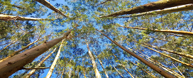 Minas Gerais registra alta no valor da produção florestal com avanço do eucalipto