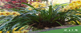 Florestas plantadas, o sucesso e a direção da sustentabilidade
