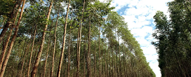 Com R$ 107,2 bilhões, PIB de florestas plantadas no Brasil registra novo recorde