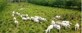Árvores em sistema integrado acumulam mais carbono
