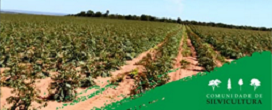 A silvicultura precisa e os efeitos na produtividade